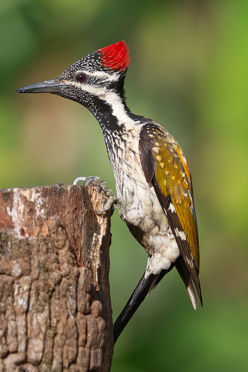 Black-rumped Flameback - ML631602381