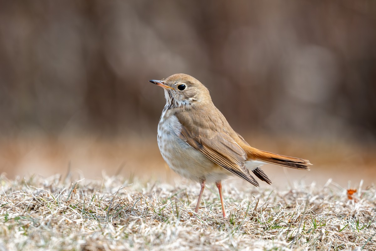 Grive solitaire (faxoni/crymophilus) - ML631602446