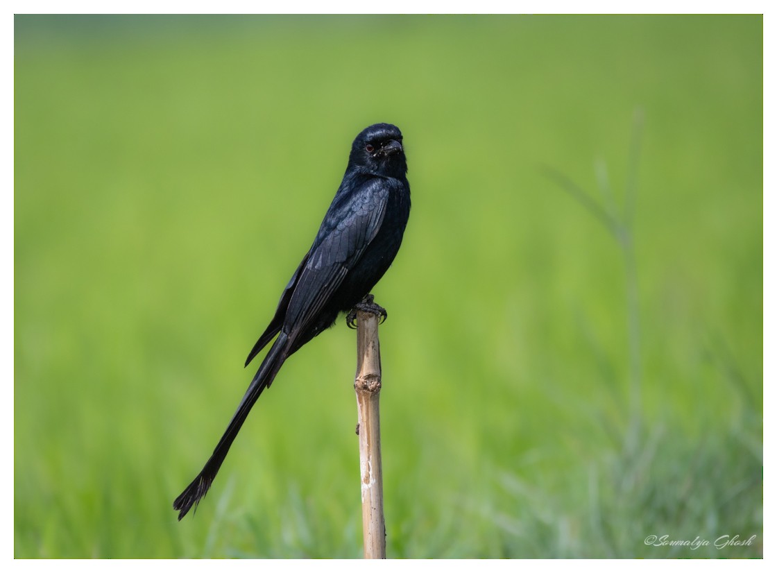 Black Drongo - ML631602705
