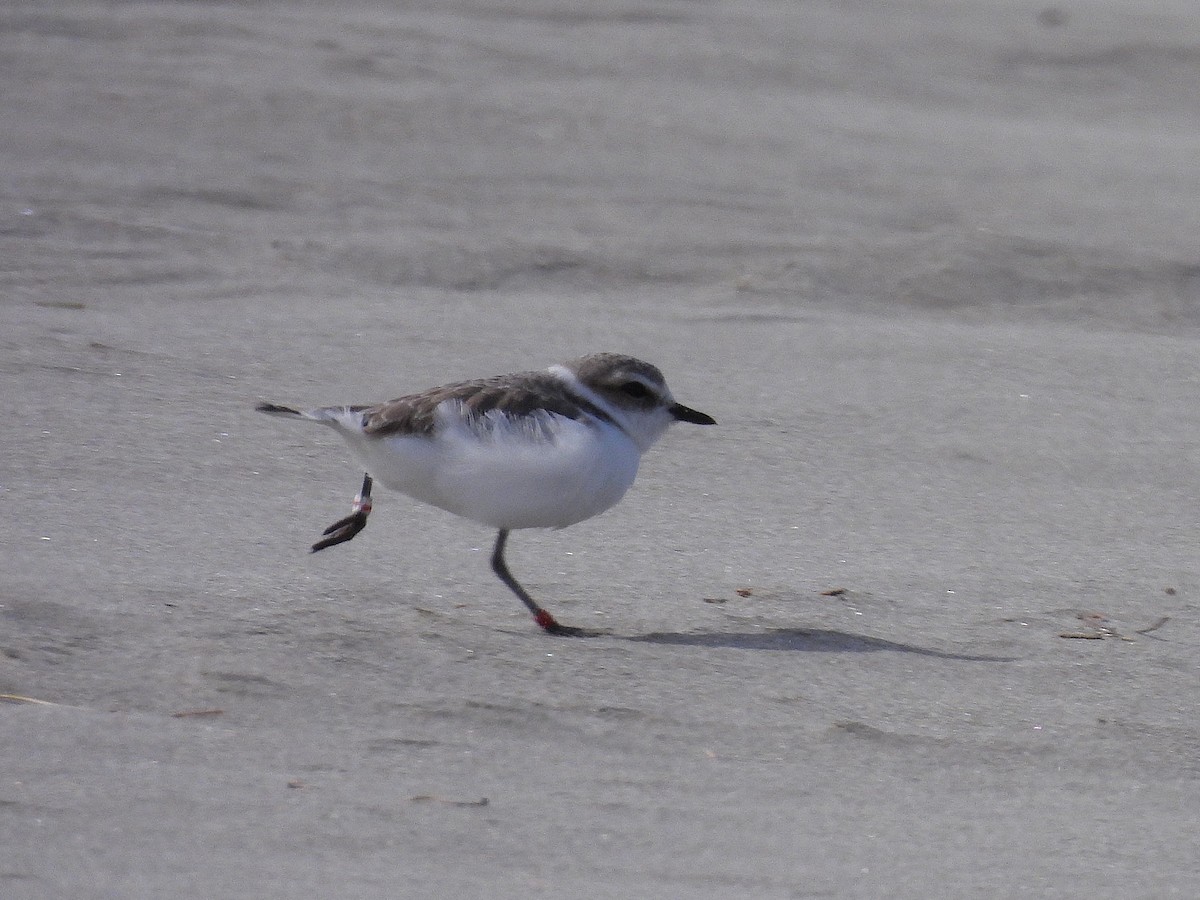 Snowy Plover - ML631602887