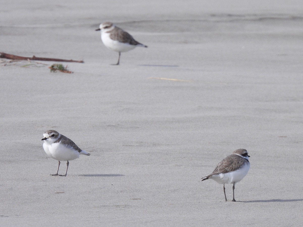 Snowy Plover - ML631602888