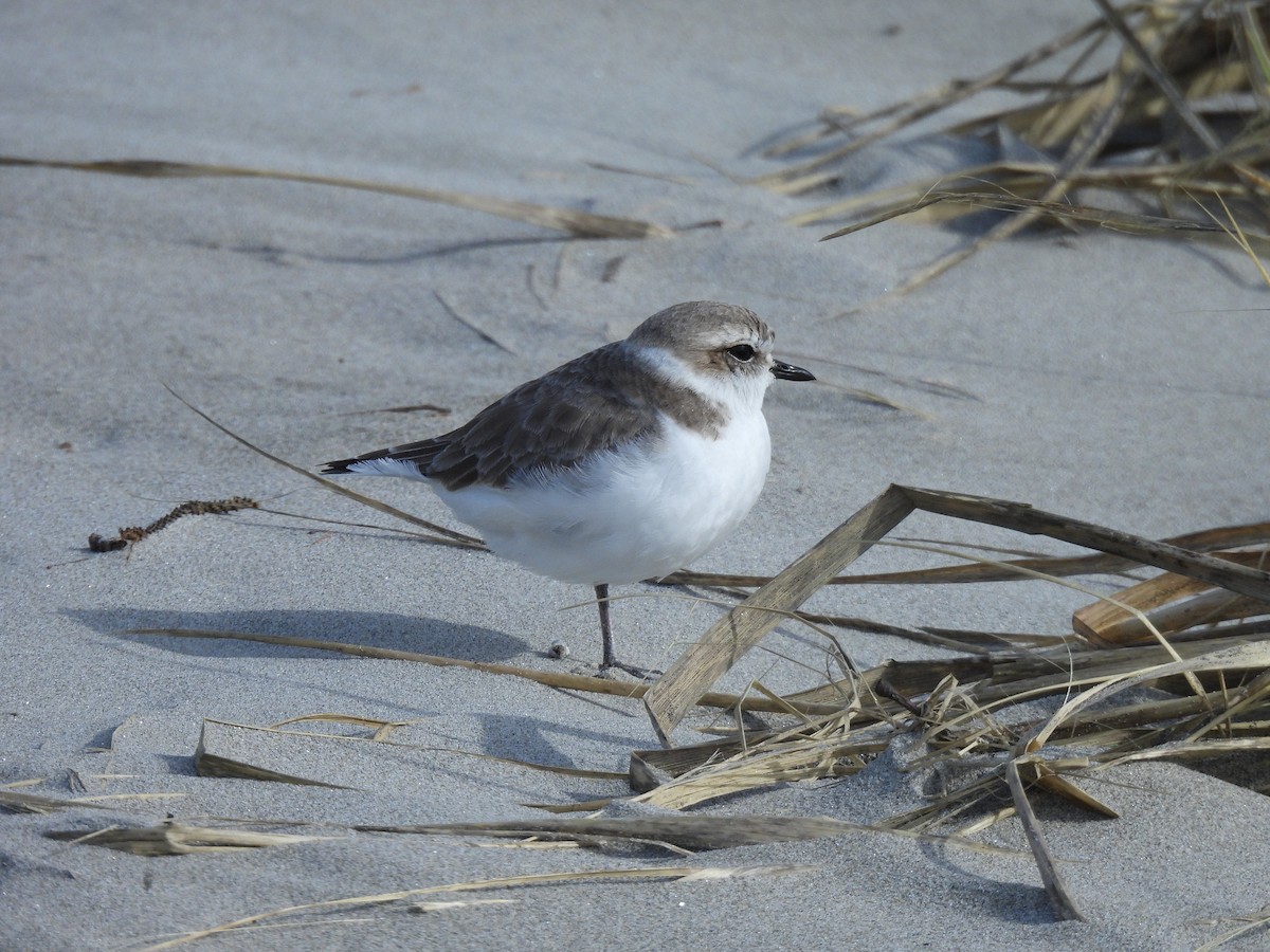 Snowy Plover - ML631602890