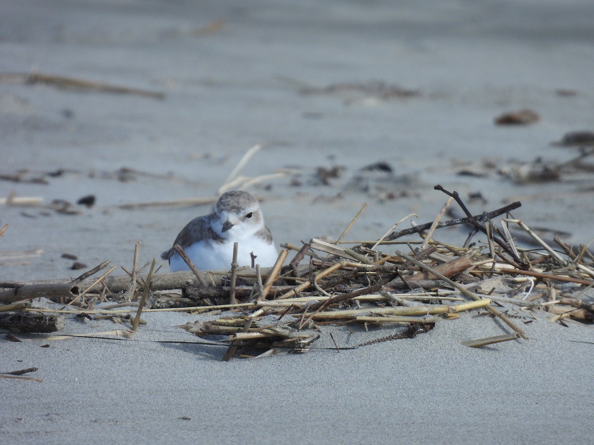 Snowy Plover - ML631602891