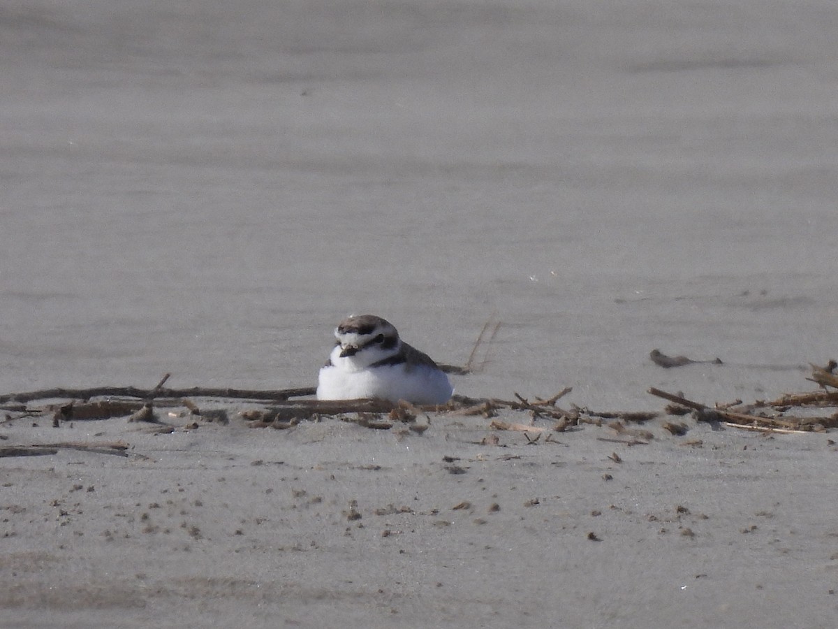 Snowy Plover - ML631602892
