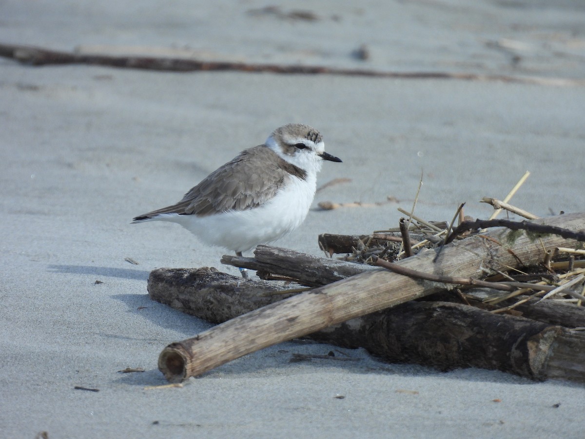 Snowy Plover - ML631602893