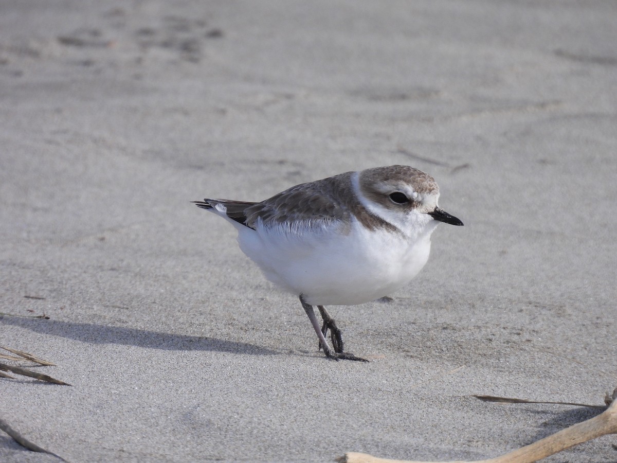 Snowy Plover - ML631602894