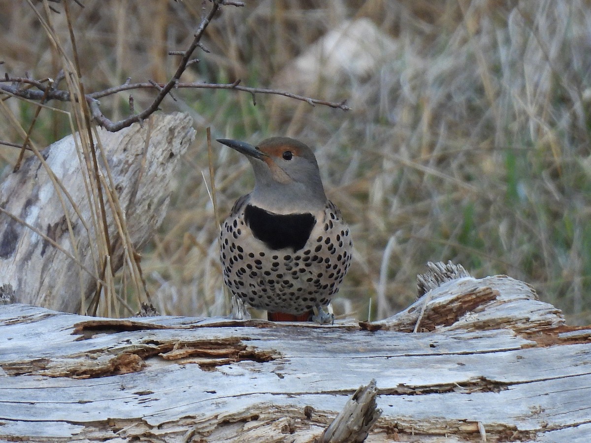 Northern Flicker - ML631602925