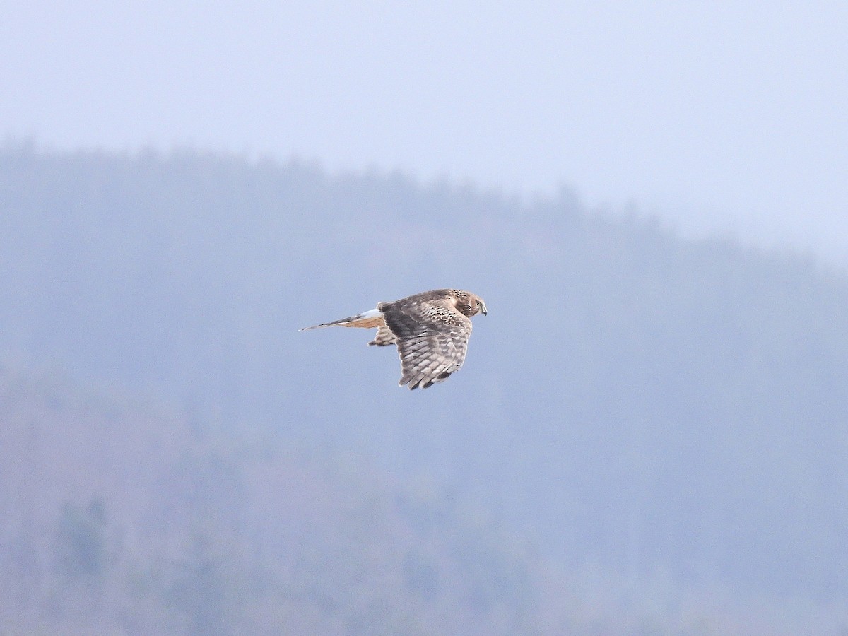 Northern Harrier - ML631602932
