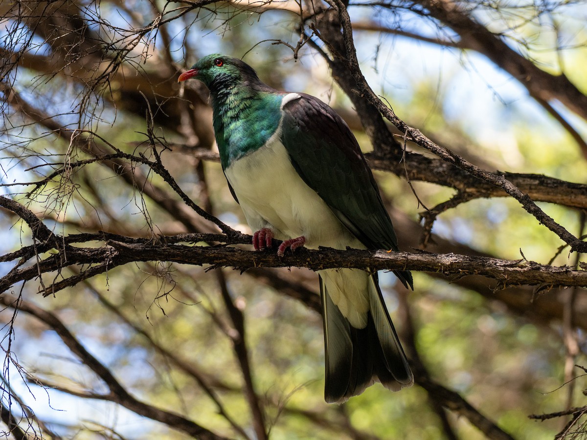 New Zealand Pigeon - ML631602951