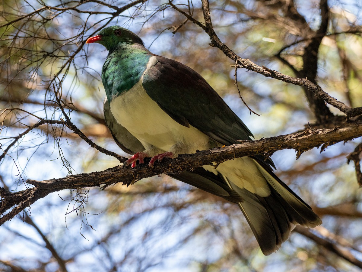 New Zealand Pigeon - ML631602952