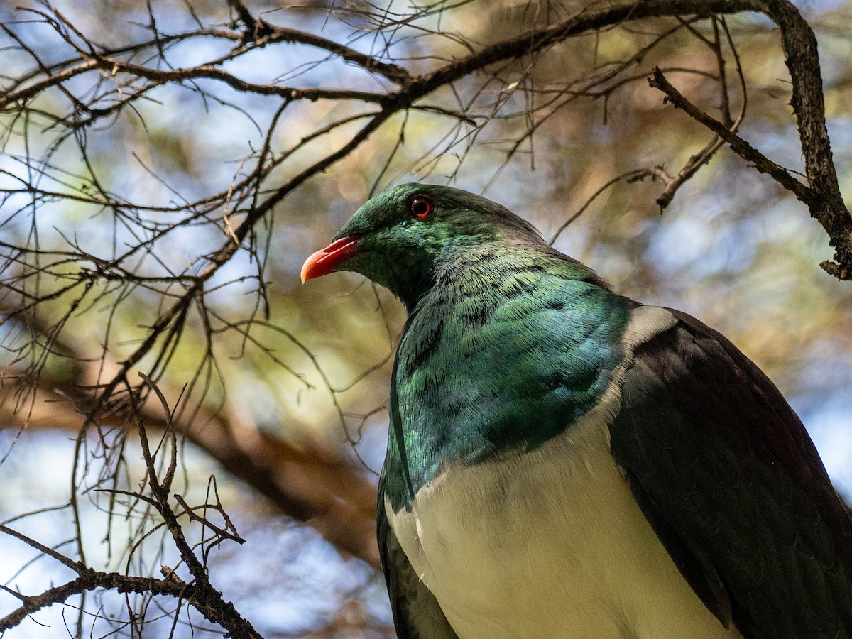 New Zealand Pigeon - ML631602953