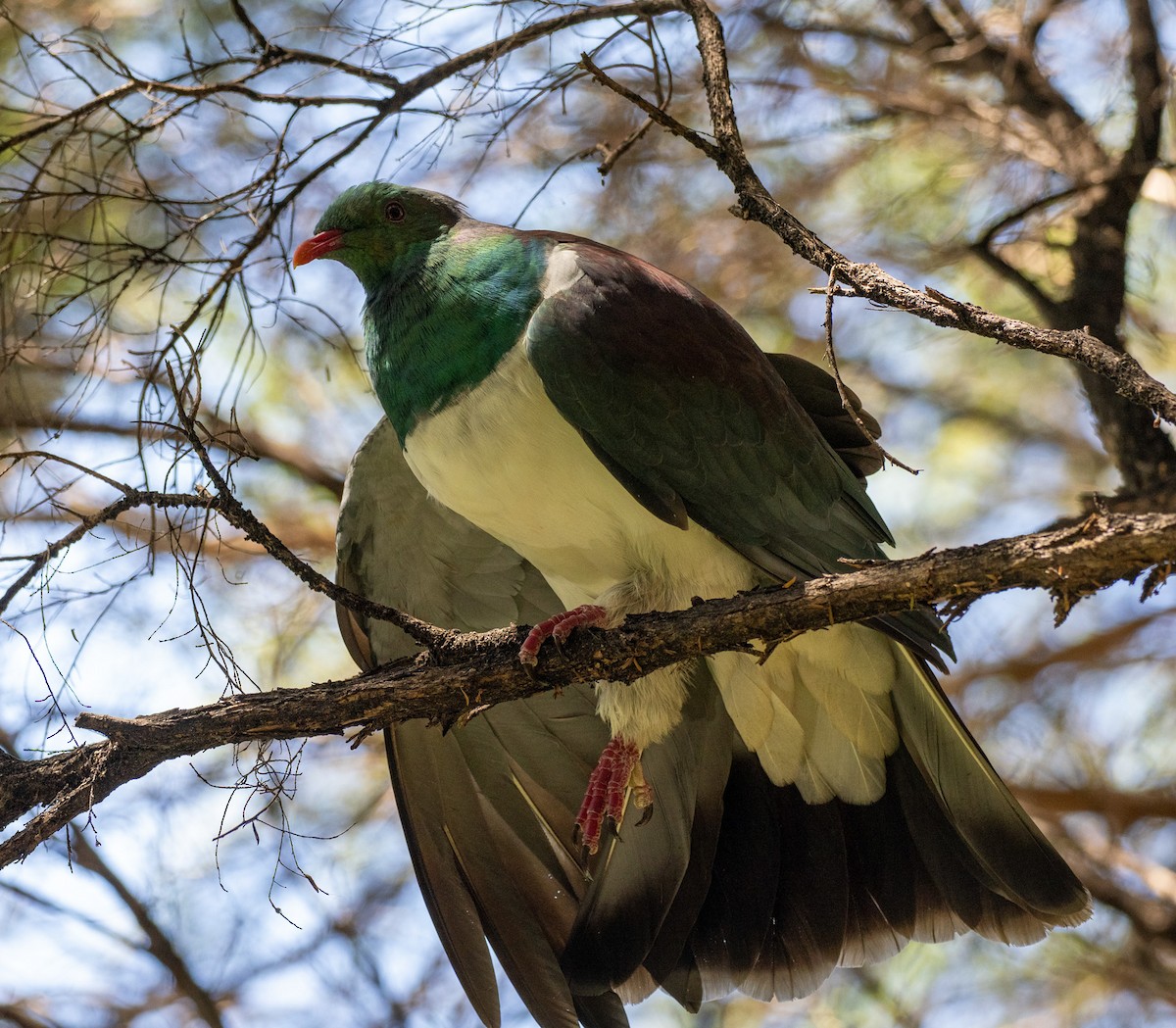 New Zealand Pigeon - ML631602954