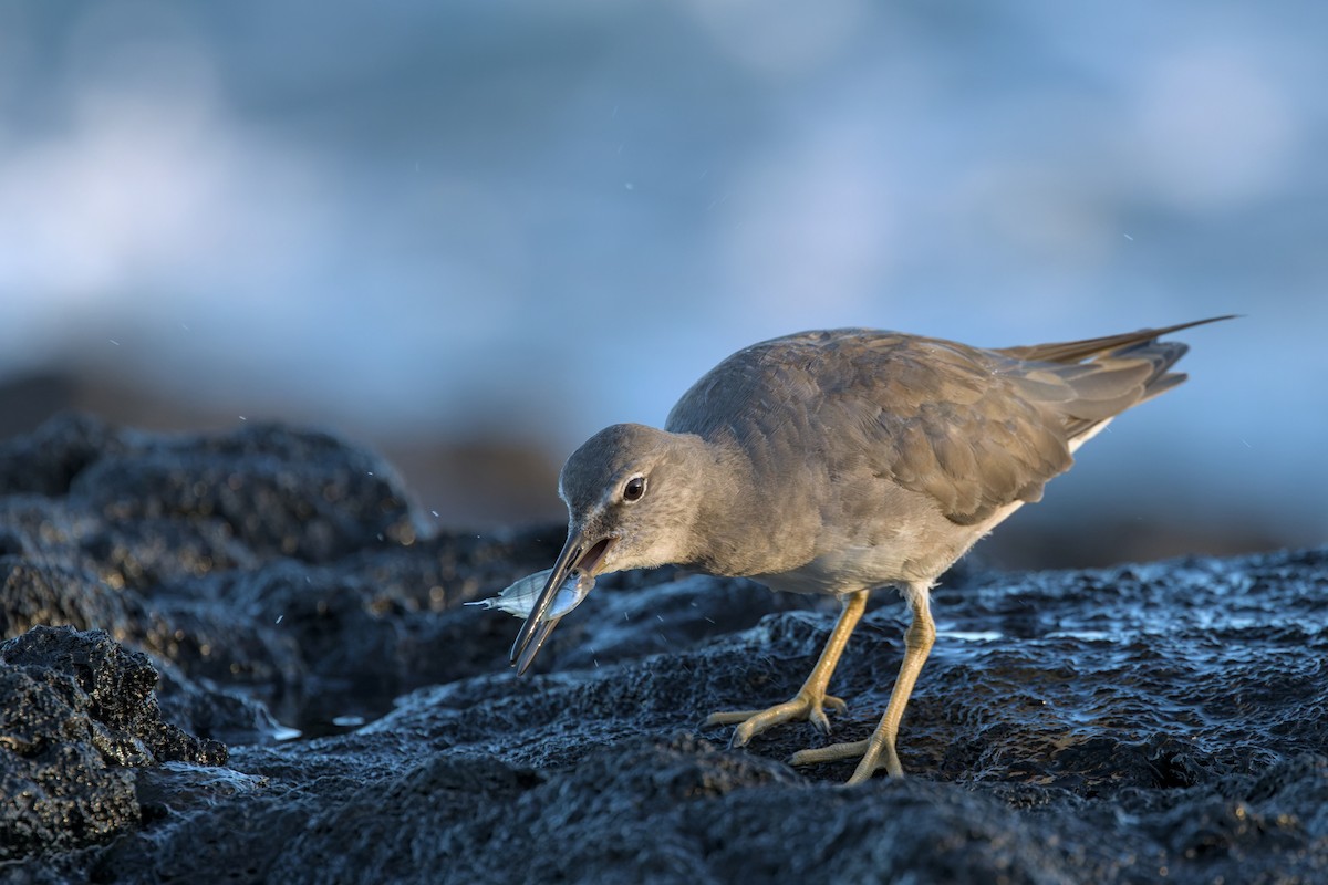 Wandering Tattler - ML631603143