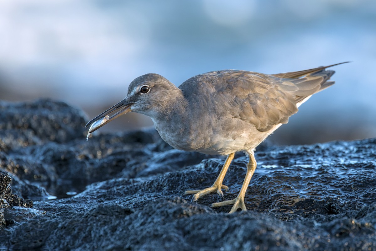 Wandering Tattler - ML631603216