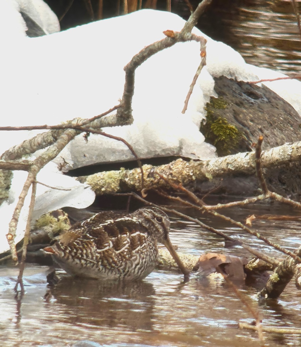 Solitary Snipe - ML631603217