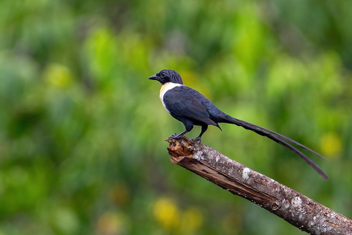 špaček bělokrký (ssp. torquata) - ML631603258