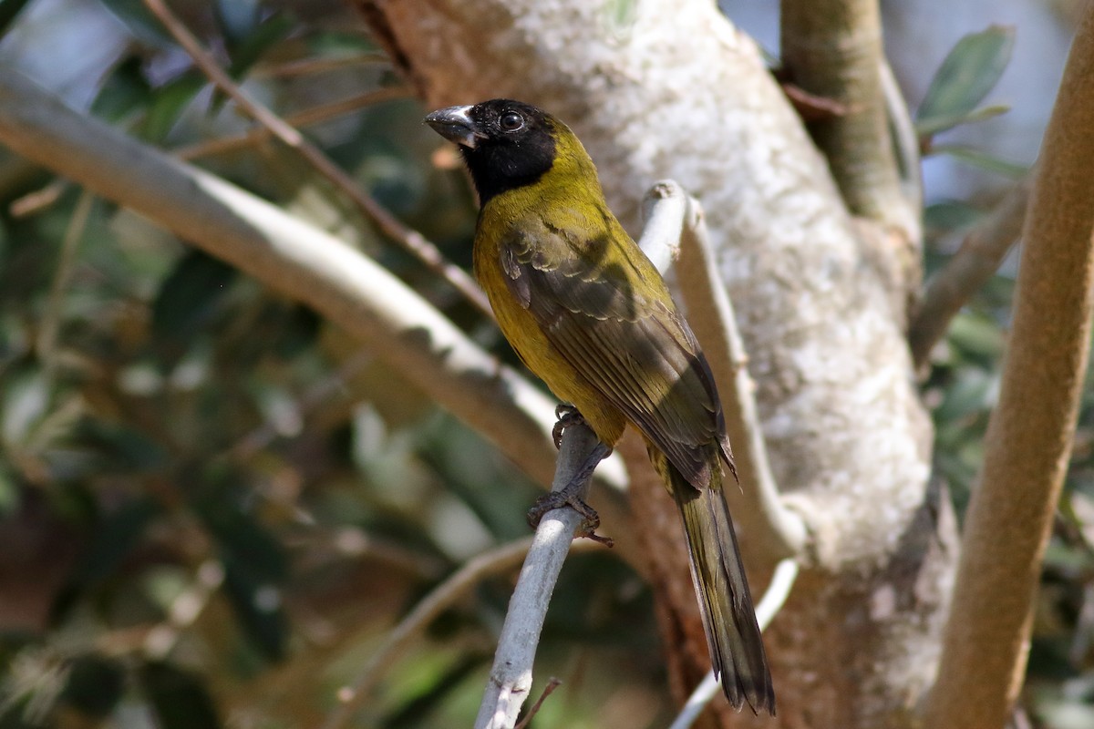 Crimson-collared Grosbeak - ML631603262