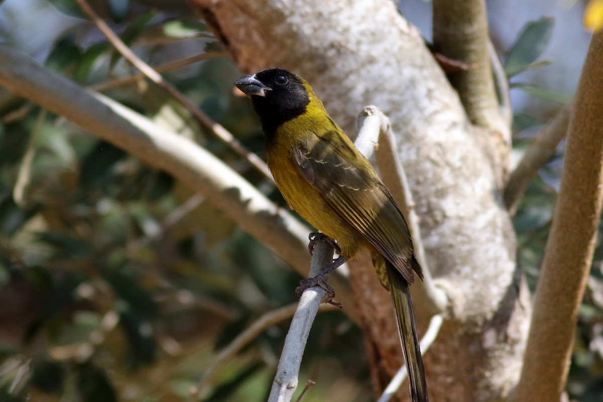 Crimson-collared Grosbeak - ML631603263