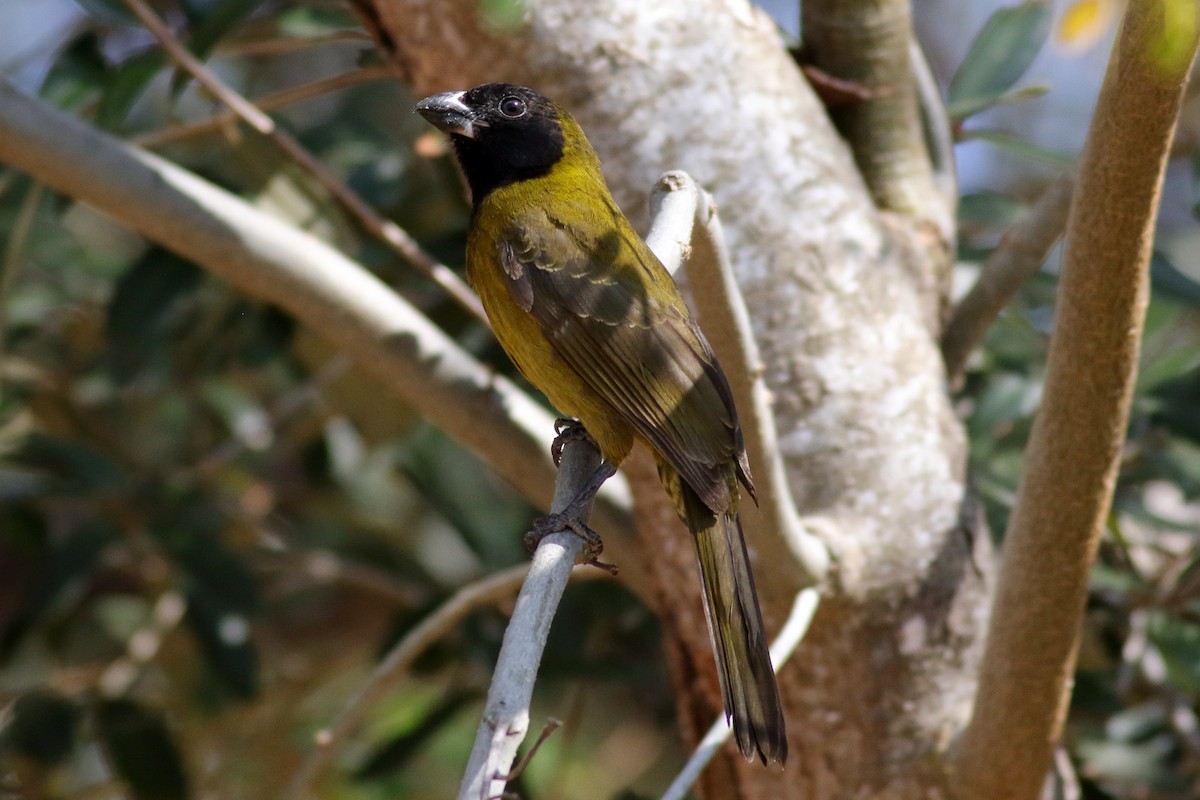 Crimson-collared Grosbeak - ML631603266