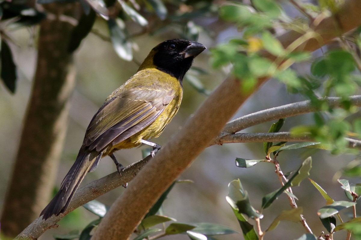 Crimson-collared Grosbeak - ML631603269