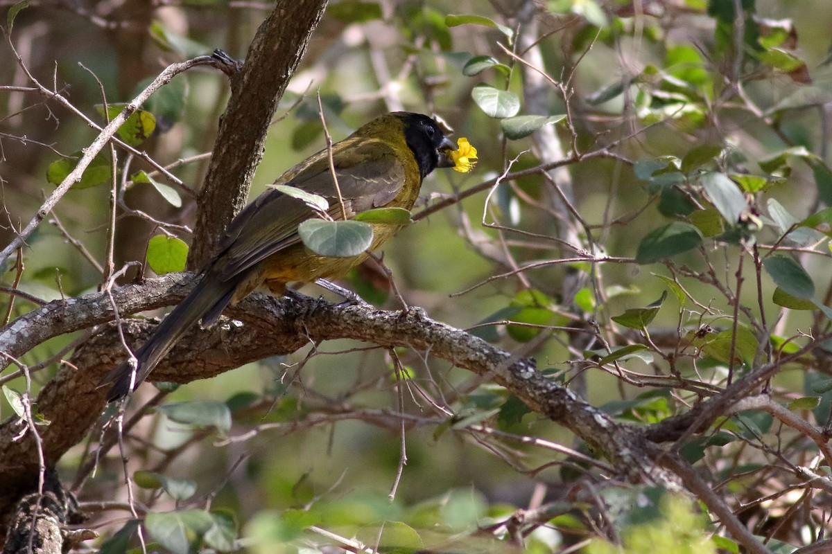 Crimson-collared Grosbeak - ML631603272