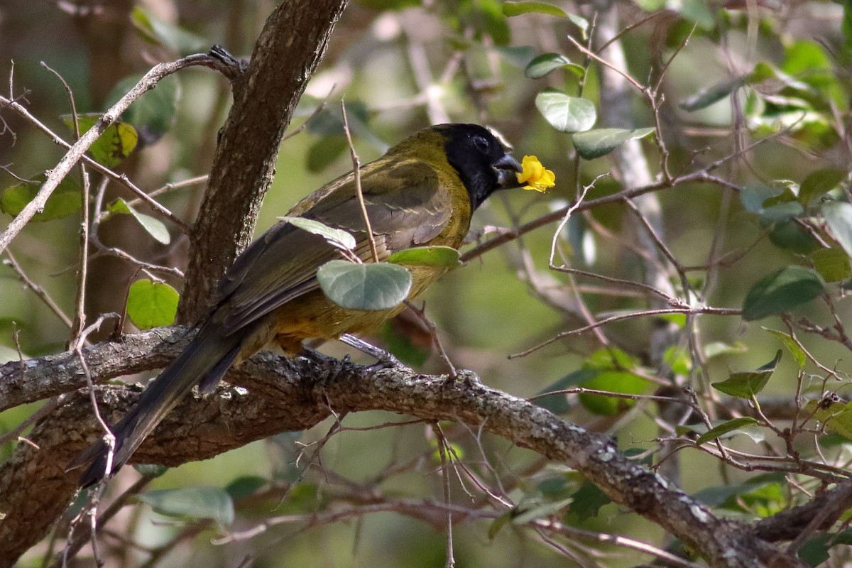 Crimson-collared Grosbeak - ML631603275