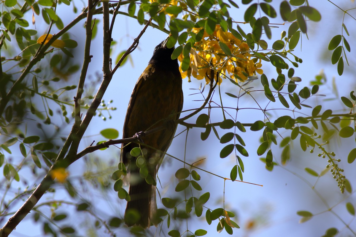 Crimson-collared Grosbeak - ML631603277