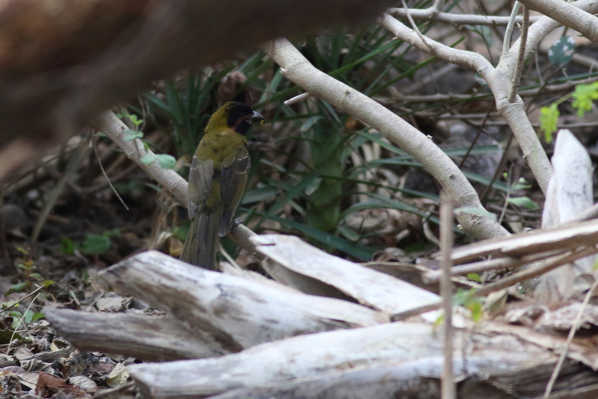 Crimson-collared Grosbeak - ML631603279