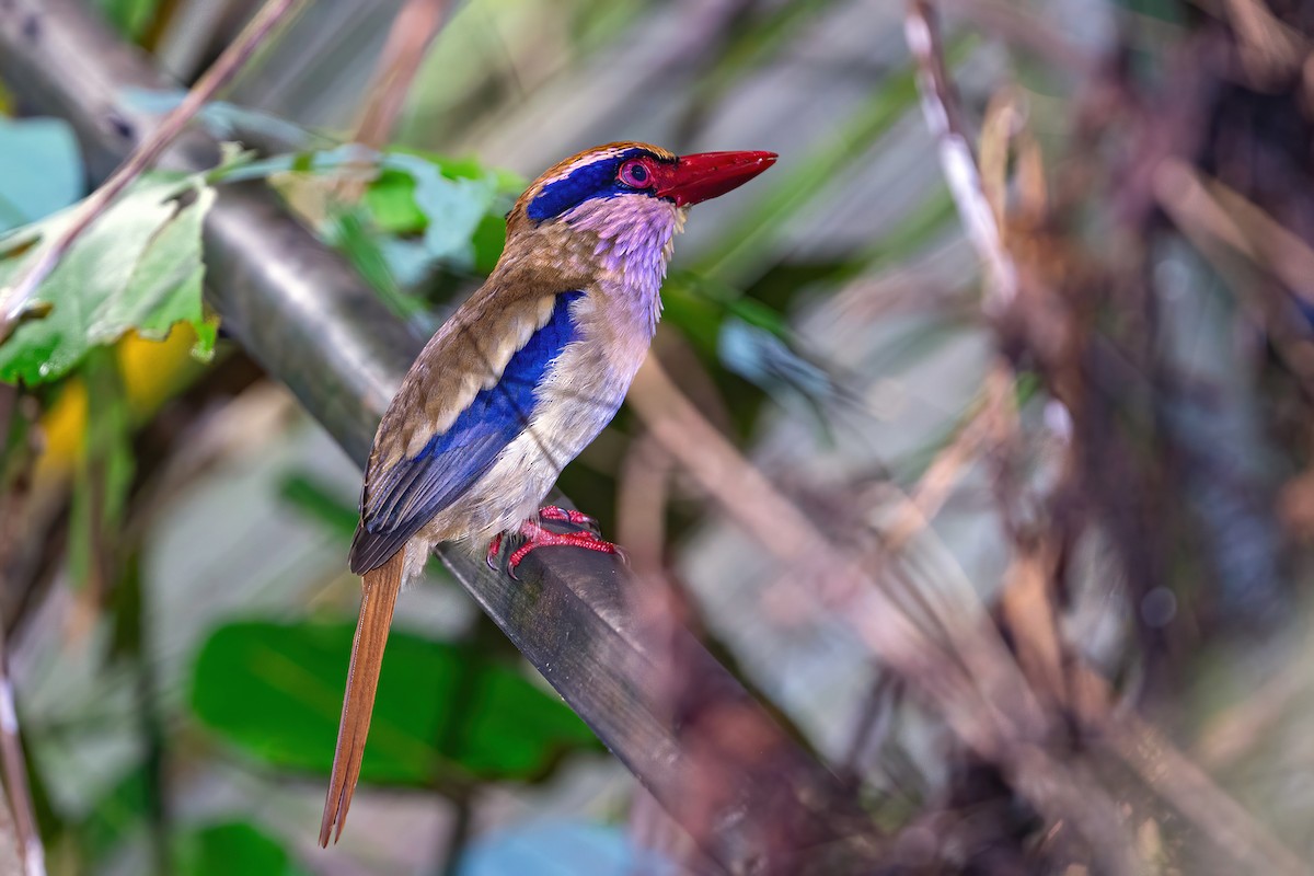 Sulawesi Lilac Kingfisher - ML631603356