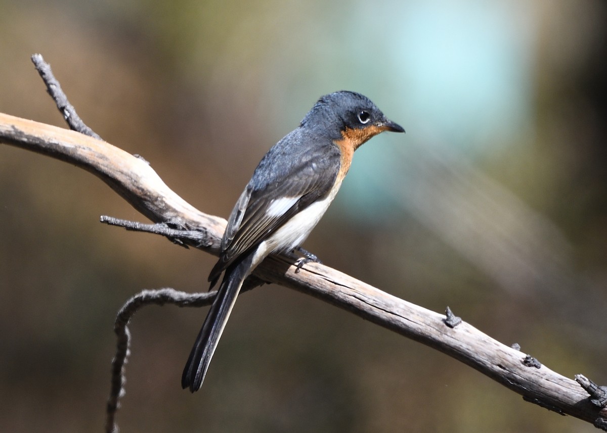 Satin Flycatcher - ML631603372
