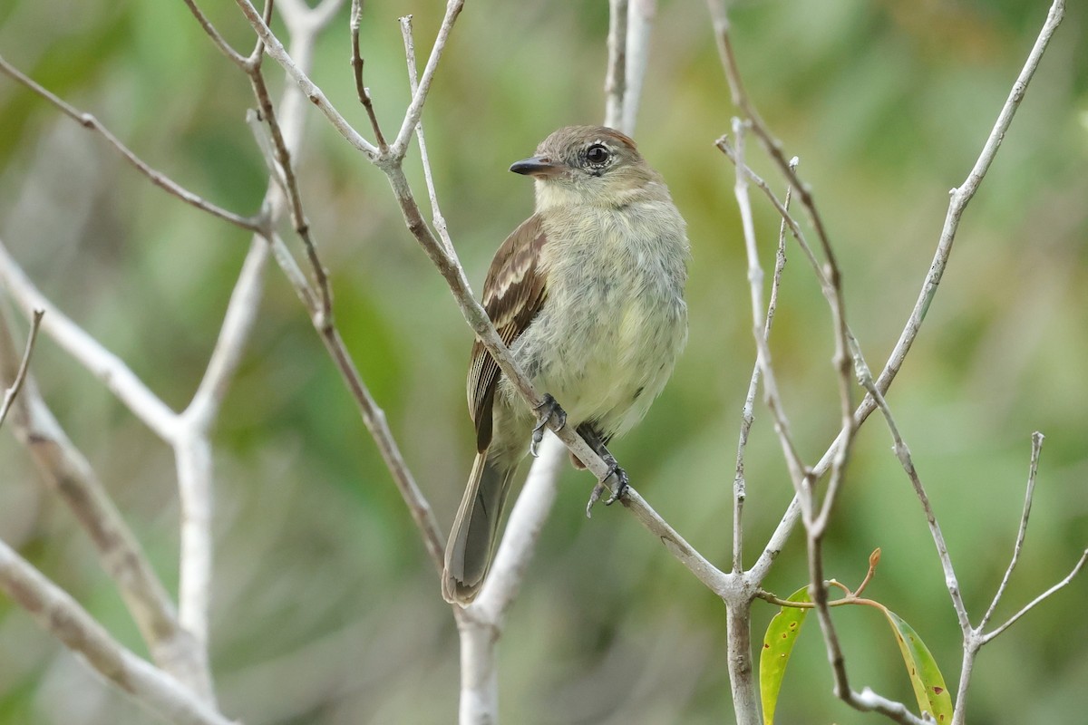 Rufous-crowned Elaenia - ML631603465