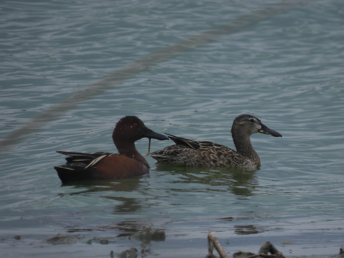 Cinnamon Teal - ML631603503