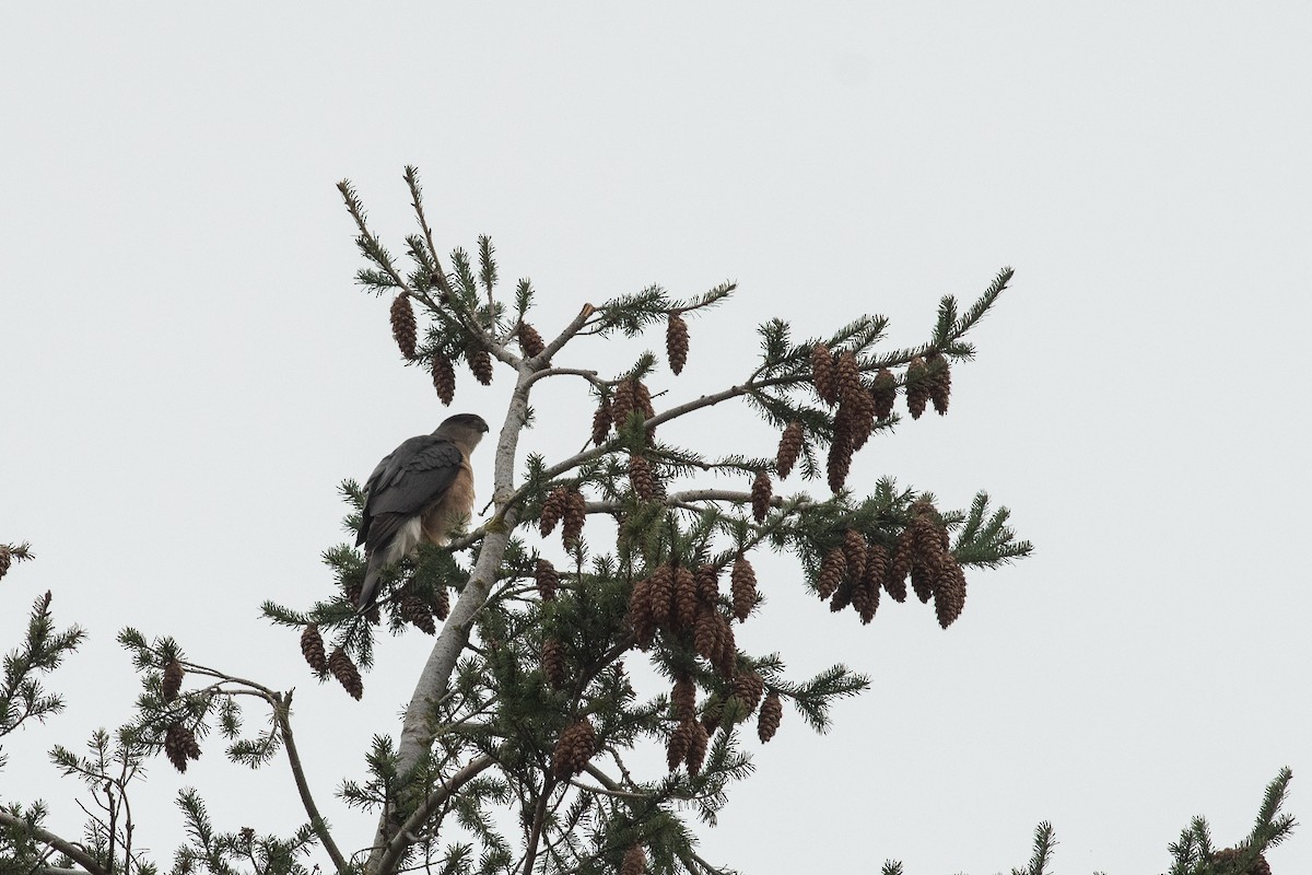 Cooper's Hawk - ML631603512