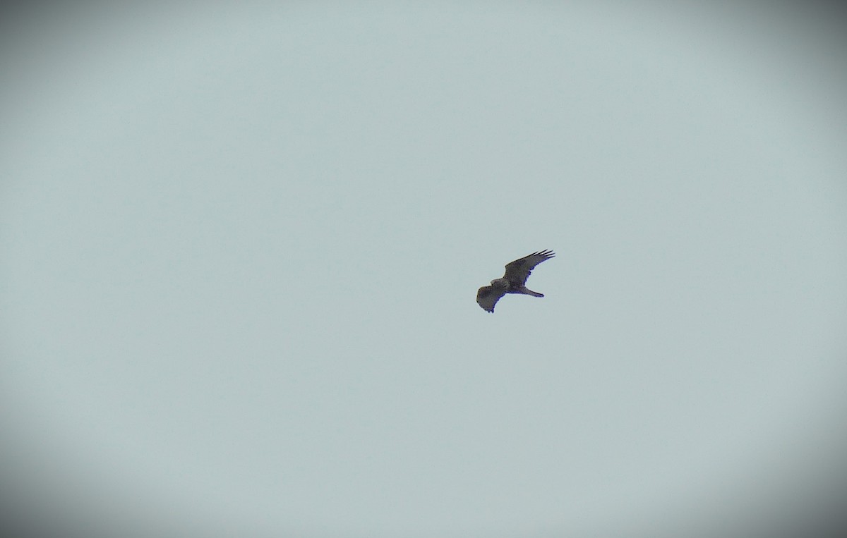 Rough-legged Hawk - ML631603513
