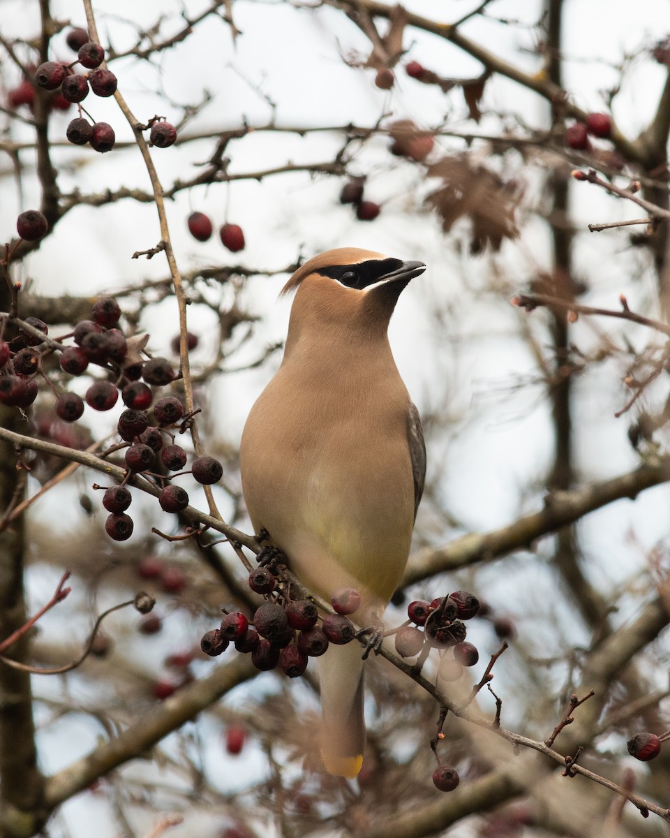 Cedar Waxwing - ML631603518