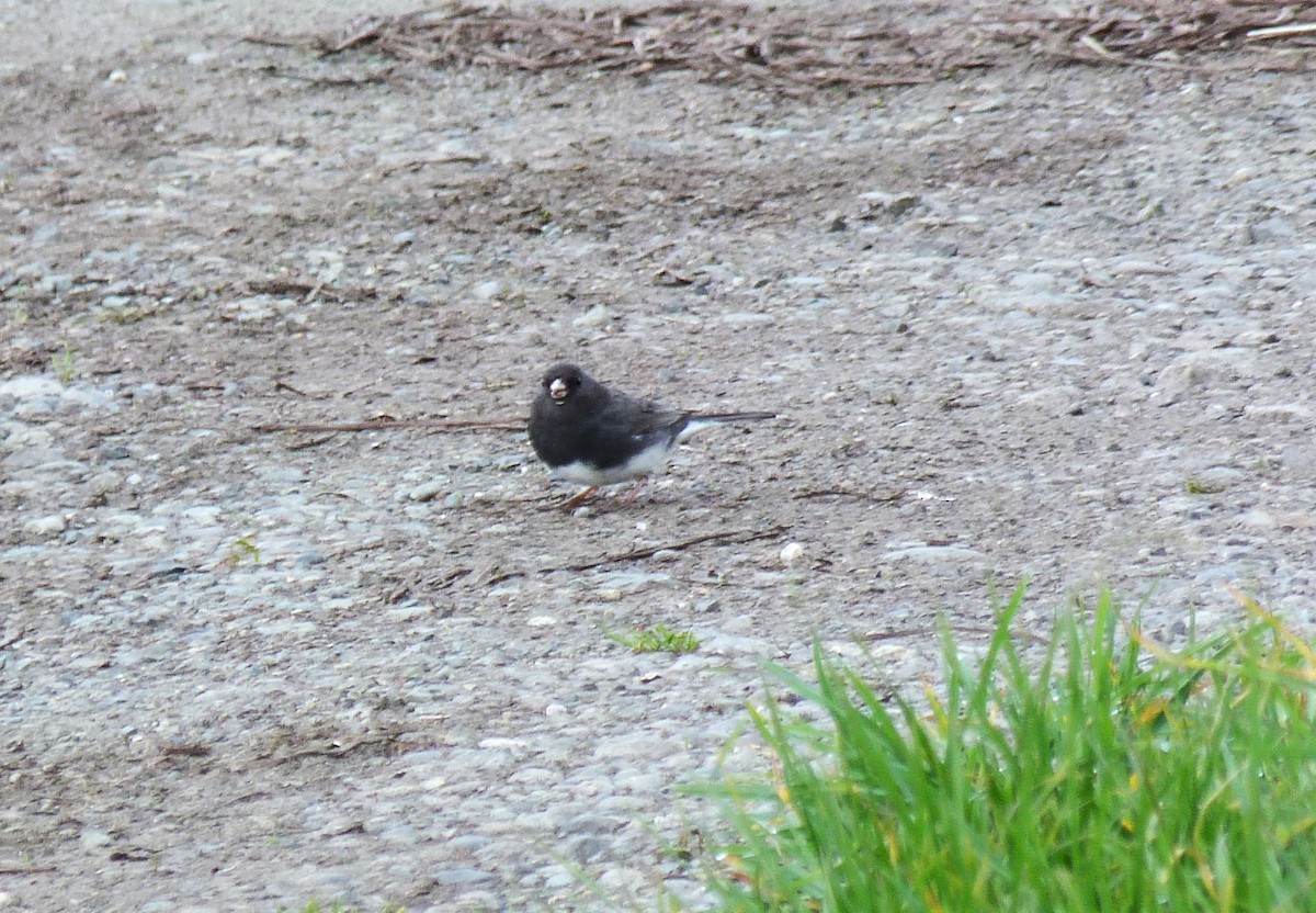 Dark-eyed Junco (Slate-colored) - ML631603545