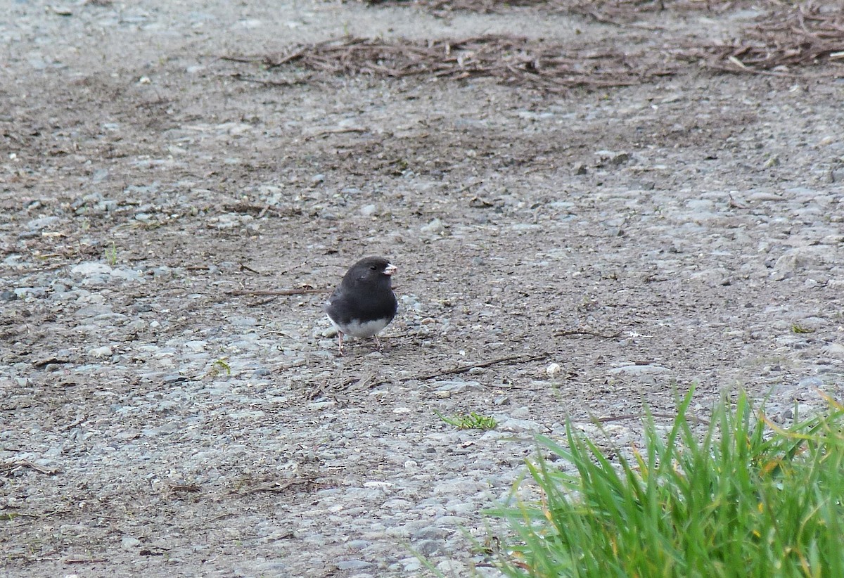 Dark-eyed Junco (Slate-colored) - ML631603546