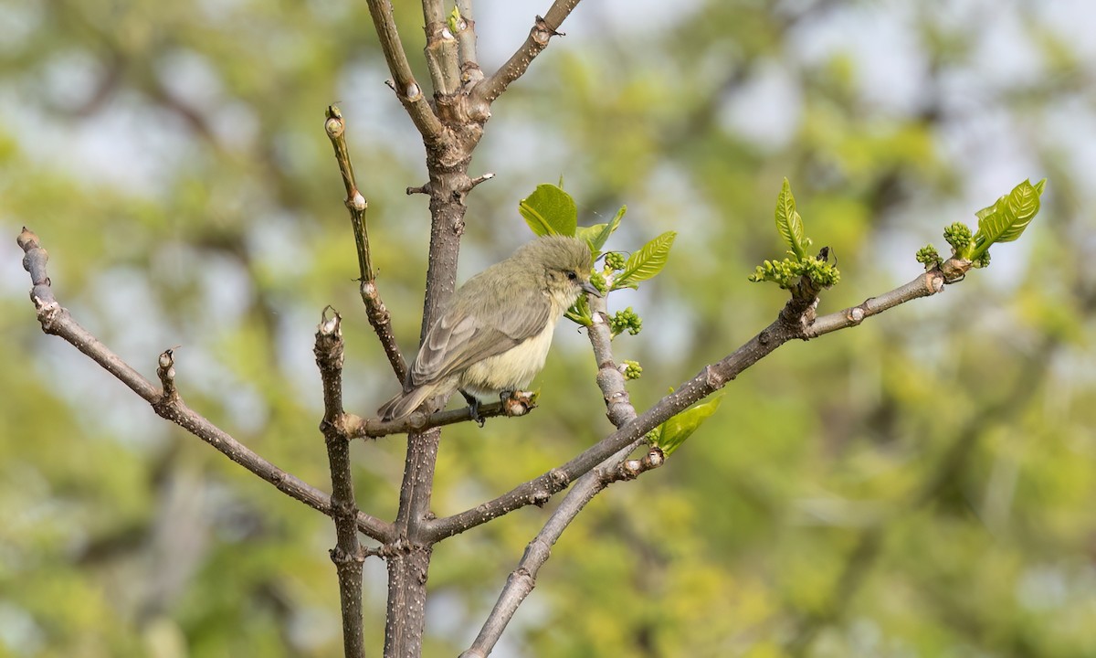 African Penduline-Tit - ML631603570