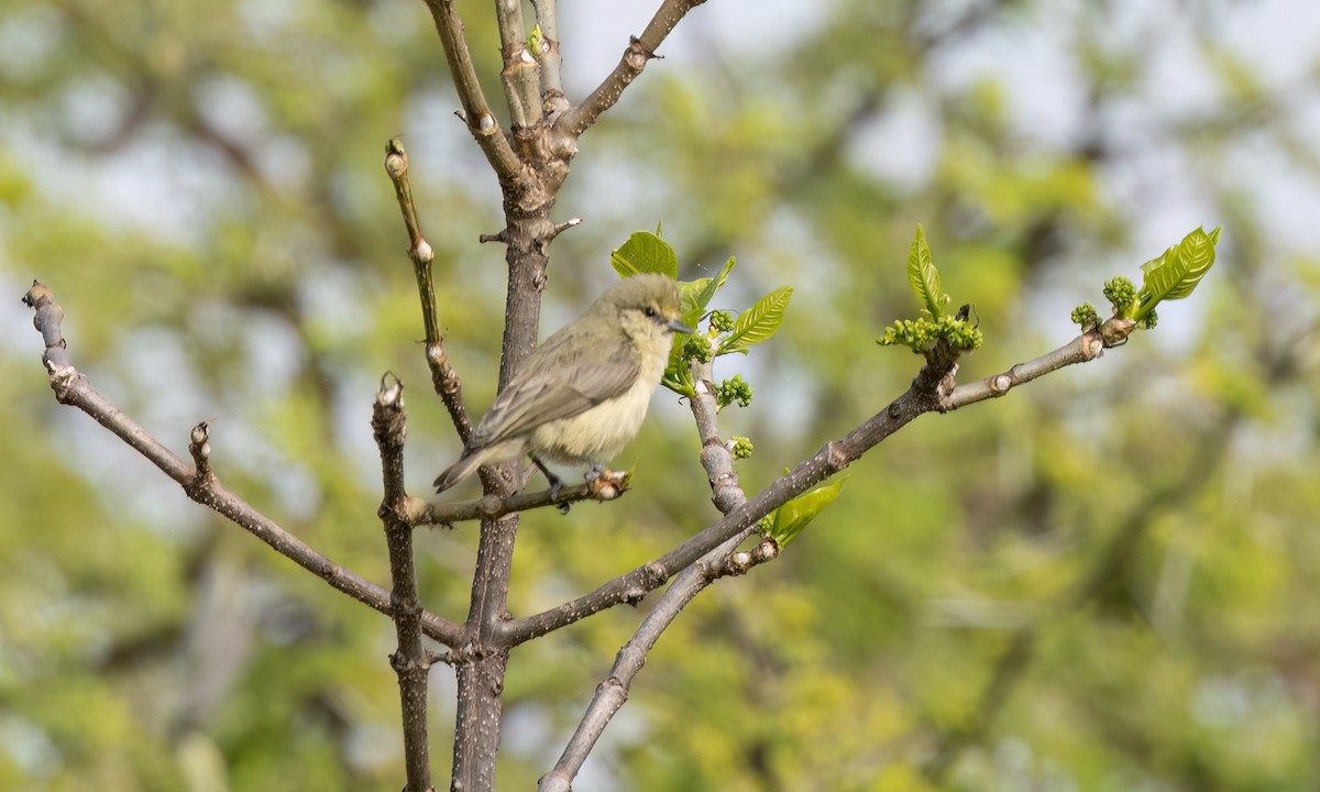 African Penduline-Tit - ML631603571