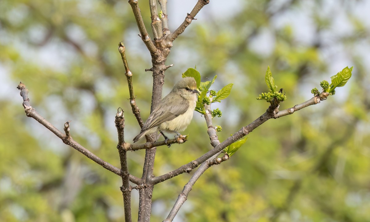 African Penduline-Tit - ML631603573