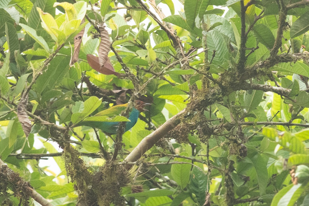 Bay-headed Tanager - ML631603578