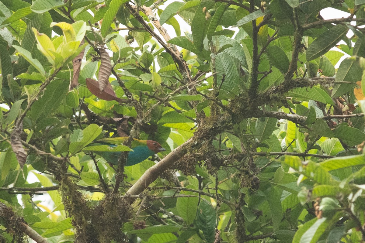 Bay-headed Tanager - ML631603581