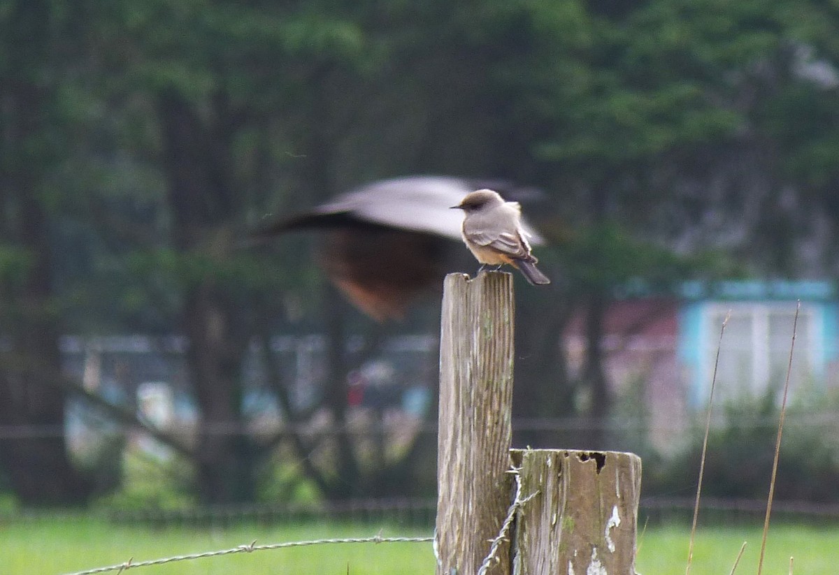 Say's Phoebe - ML631603588