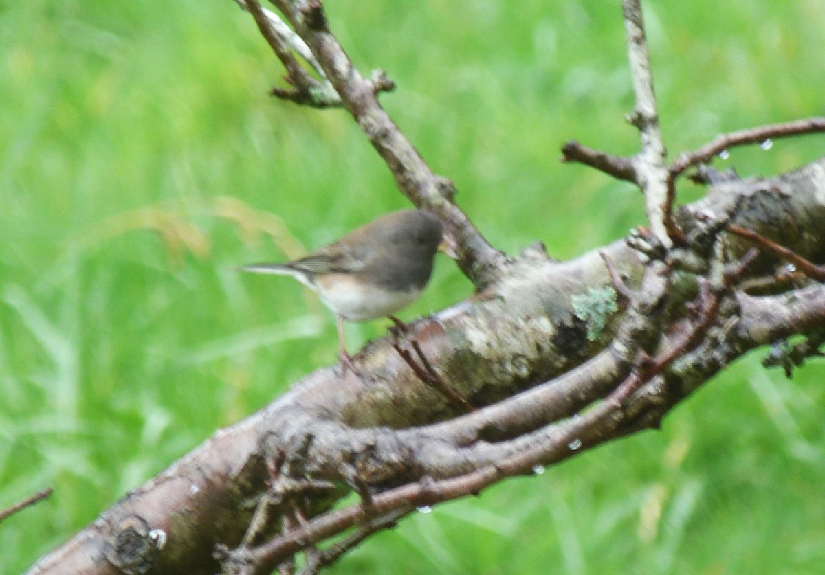 Dark-eyed Junco (Slate-colored) - ML631603596