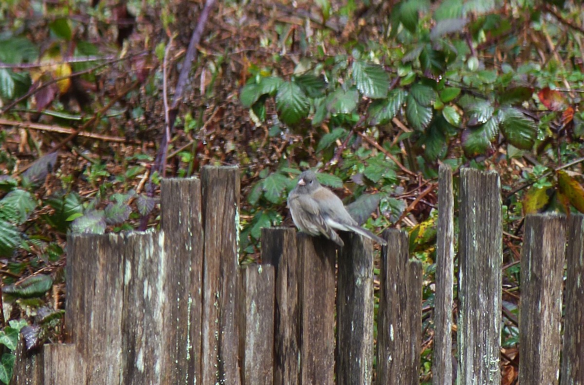 Dark-eyed Junco (Slate-colored) - ML631603597