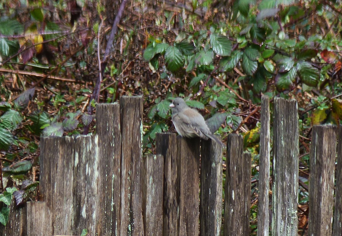 Dark-eyed Junco (Slate-colored) - ML631603598