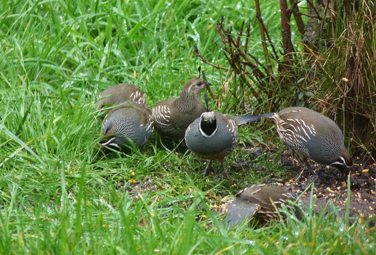 California Quail - ML631603602
