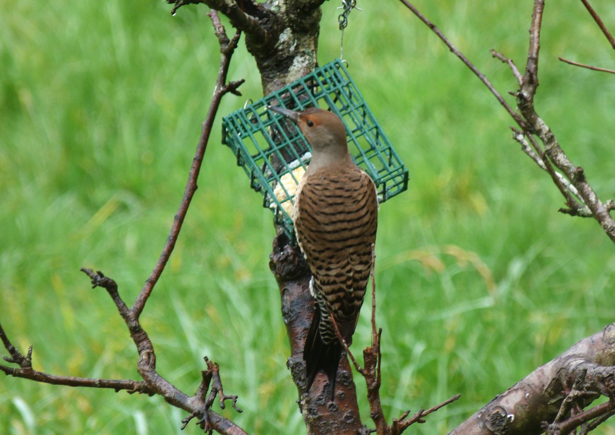 Northern Flicker (Red-shafted) - ML631603607