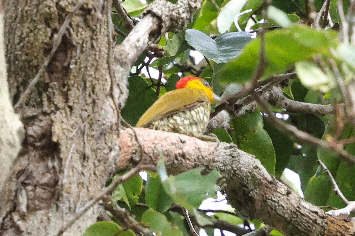 Yellow-throated Woodpecker - ML631603611