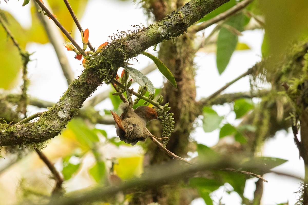 Red-faced Spinetail - ML631603698